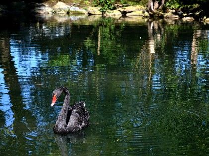 Malaunay cygne noir web