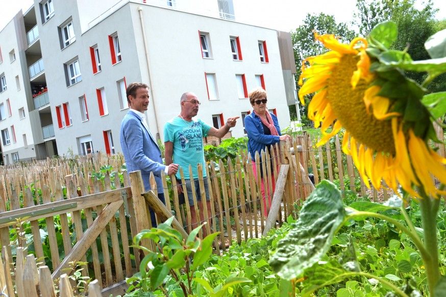 Alizari-tilleuls-potagers-Malaunay-juillet17