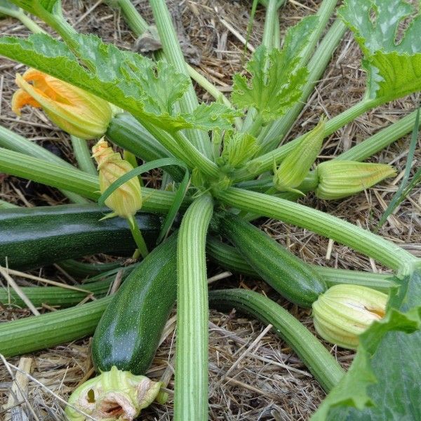 courgettes