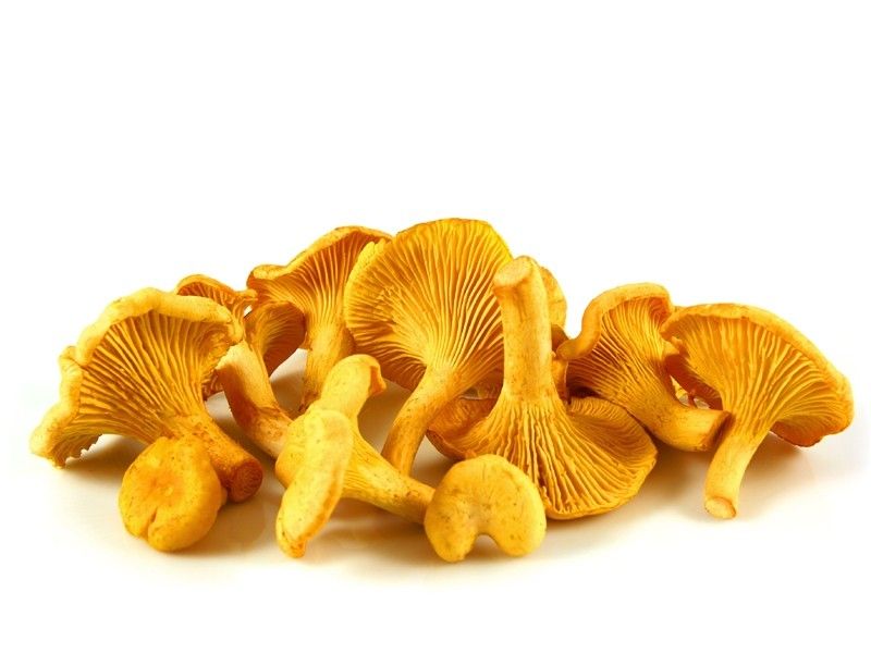 girolles champignons