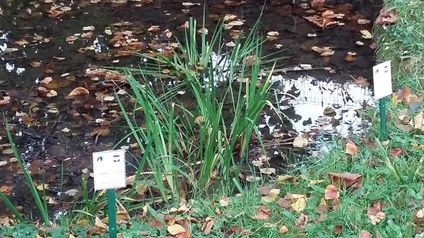 plantes marre parc malaunay